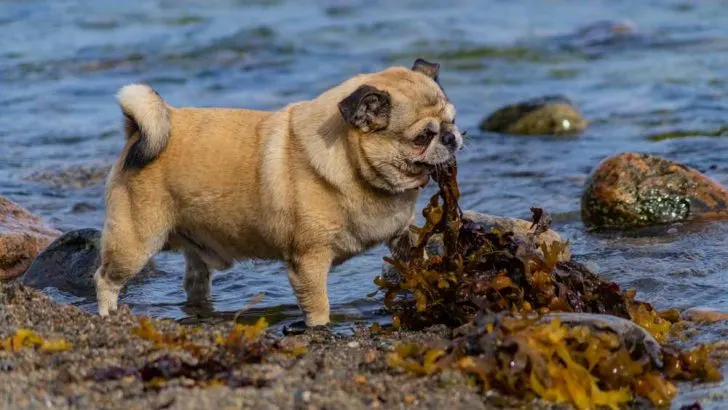 Can Dogs Eat Seaweed