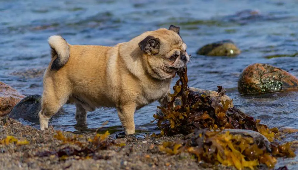 is dried seaweed good for dogs