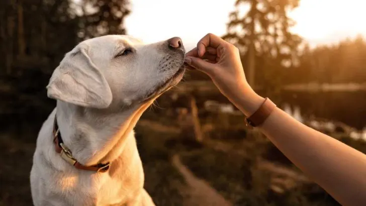 Can Dogs Eat Sesame Seeds