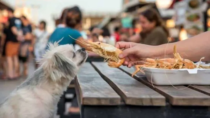 Can Dogs Eat Shrimp