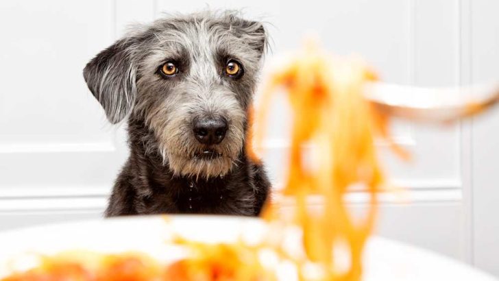 Can Dogs Eat Spaghetti
