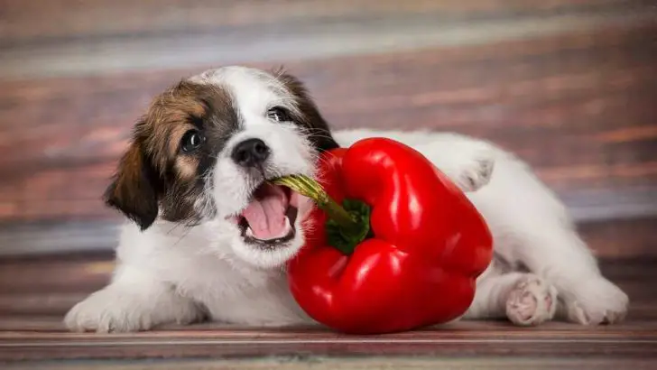 Can Dogs Eat Spicy Food? Is Spicy Food Bad For Dogs?
