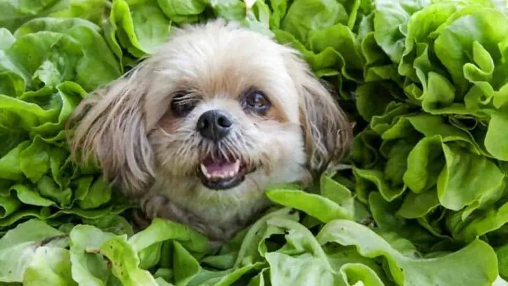 Can Dogs Eat Spinach