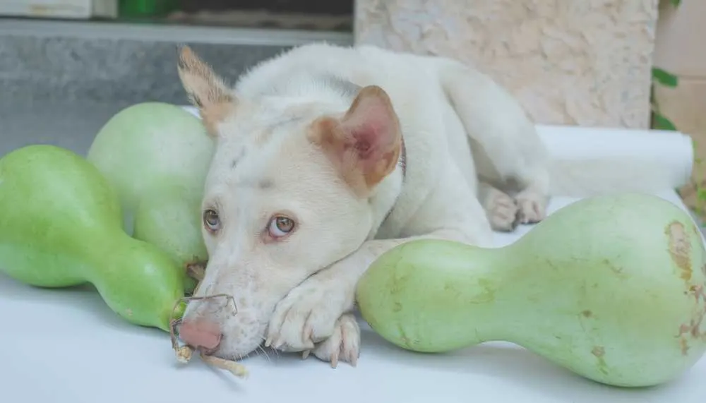 can dogs and cats eat squash