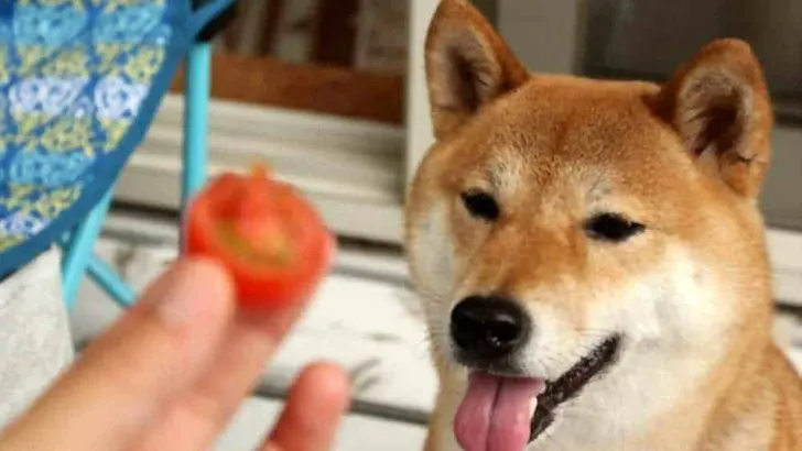 Can Dogs Eat Tomatoes