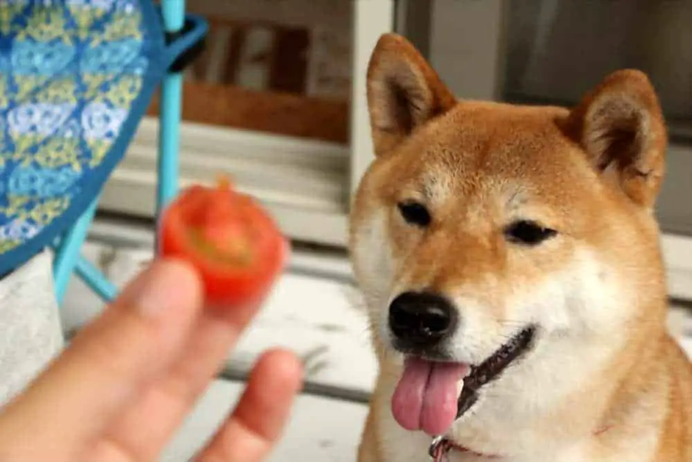 Can Dogs Eat Tomatoes? Are Tomatoes Bad For Dogs?