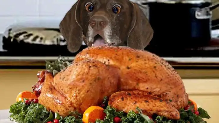 Can Dogs Eat Turkey? Is Turkey Bad For Dogs?