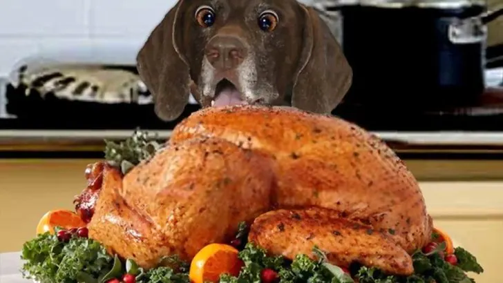 Can Dogs Eat Turkey