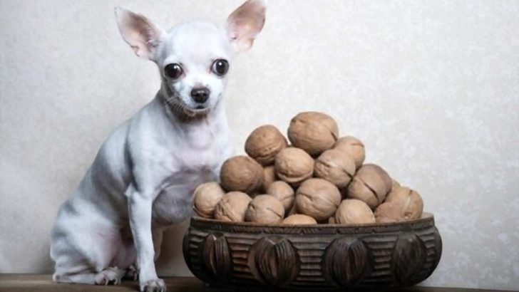 Can Dogs Eat Walnuts? Are Walnuts Bad For Dogs?