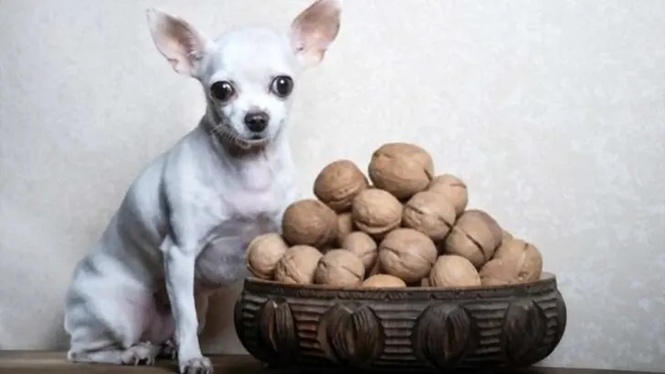 Can Dogs Eat Walnuts