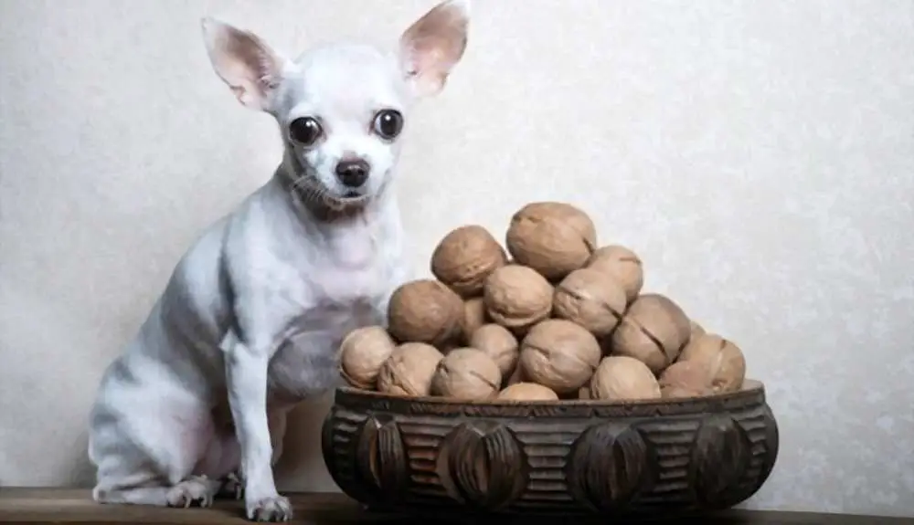 Can Dogs Eat Walnuts? Are Walnuts Bad For Dogs?