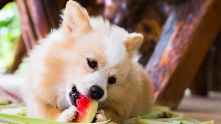 Can Dogs Eat Watermelon Rind