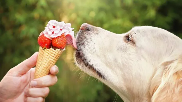 Can Dogs Eat Whipped Cream