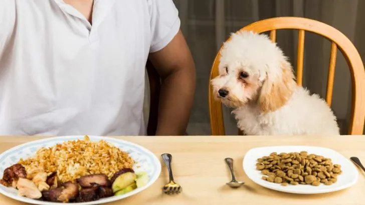 Can Dogs Eat White Rice