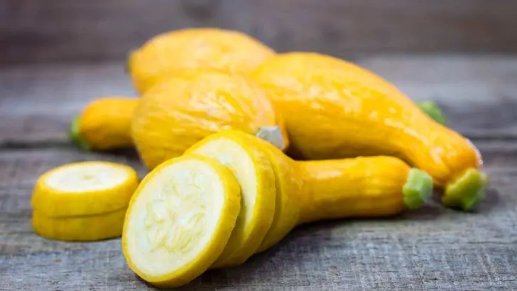 Can Dogs Eat Yellow Squash