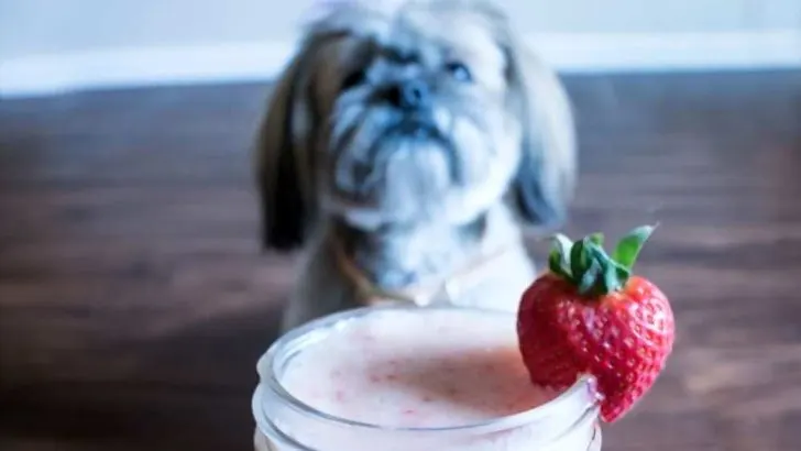 Can Dogs Eat Yogurt
