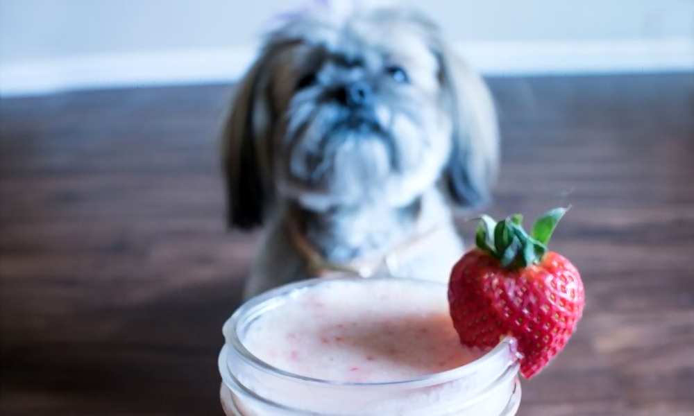 Can Dogs Eat Yogurt? Is Yogurt Bad For Dogs?