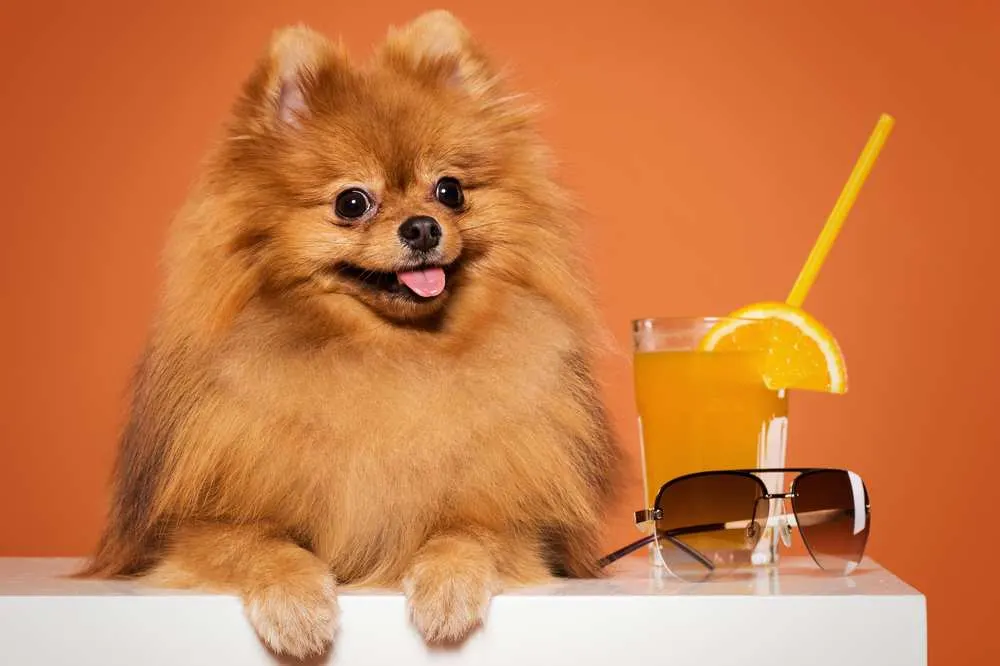 can dogs eat lemon juice