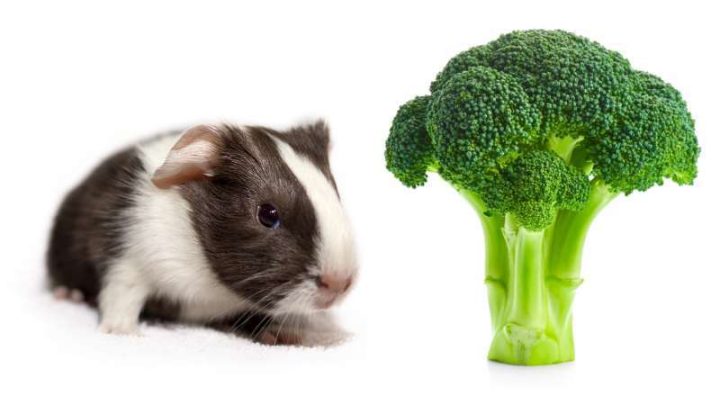 Can Guinea Pigs Eat Broccoli? | Pet Diet Guide