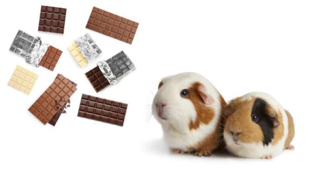 Can Guinea Pigs Eat Chocolate? | Pet Diet Guide
