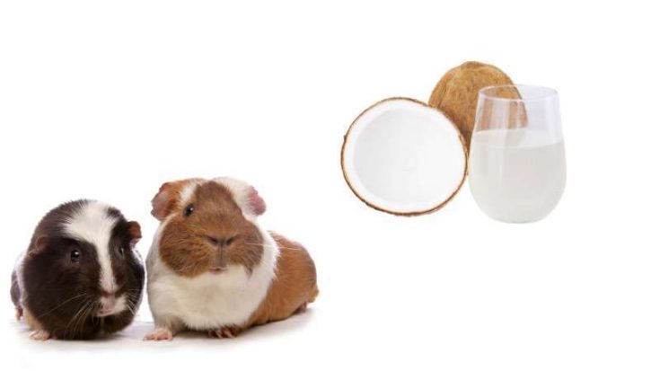 A closer look at Guinea Pig Plum Recipe With Coconut