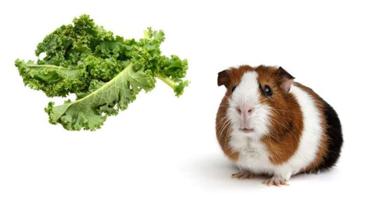 Can Guinea Pigs Eat Kale? | Pet Diet Guide