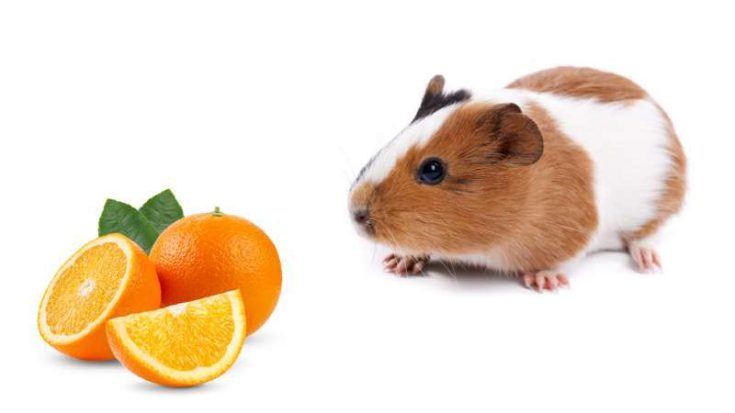 Can Guinea Pigs Eat Oranges? | Pet Diet Guide - Orange Foods For Guinea Pigs
