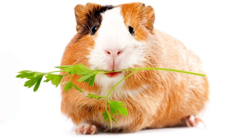 Fresh Can Guinea Pigs Eat Parsley Photo Inspiration