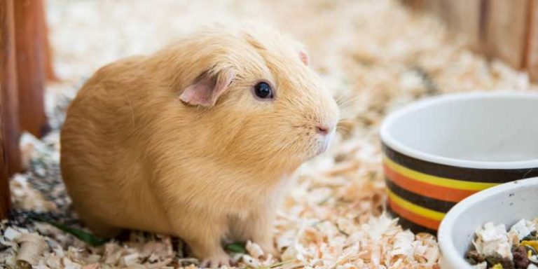 Beautiful Can Guinea Pigs Have Sweet Potatoes Wallpaper Collection Beautiful Can Guinea Pigs Have Sweet Potatoes Wallpaper Collection