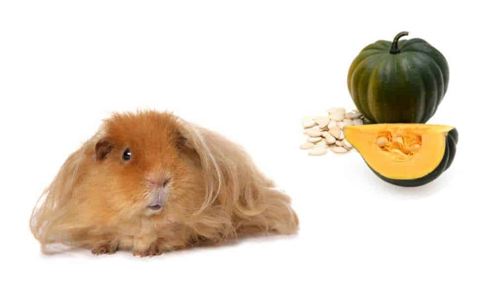Can Guinea Pigs Eat Acorn Squash? Pet Diet Guide
