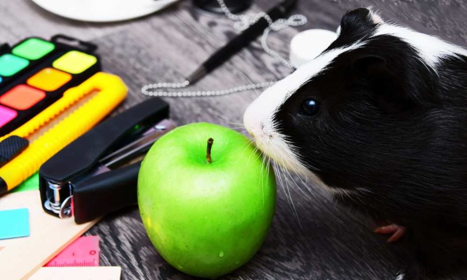 Can Guinea Pigs Eat Apples? Pet Diet Guide