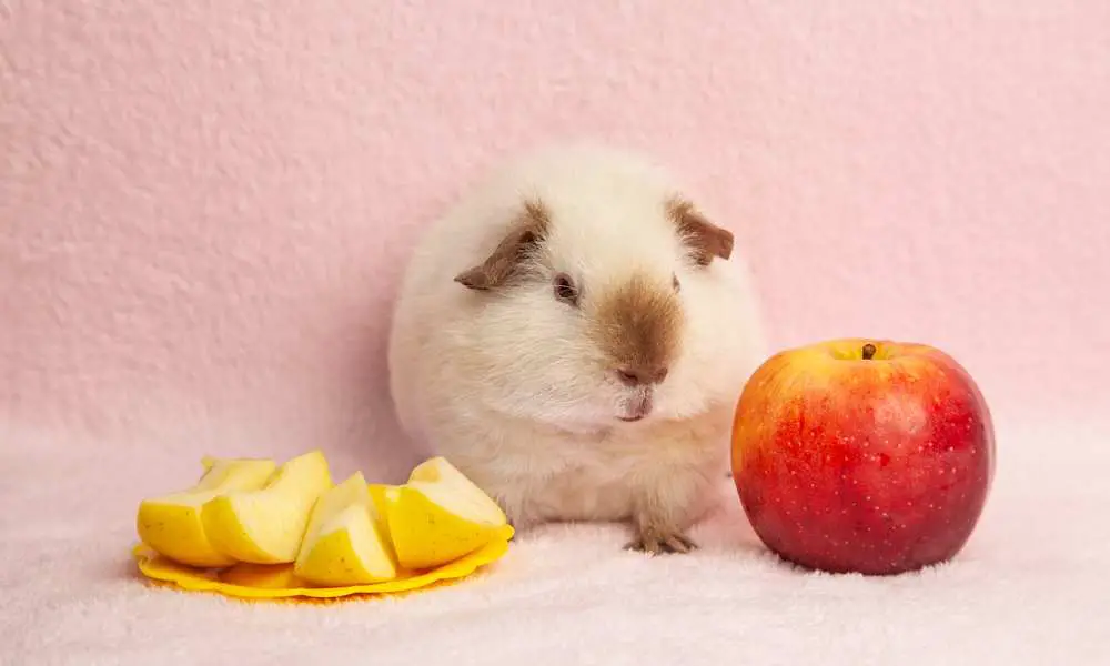 Can Guinea Pigs Eat Apples?