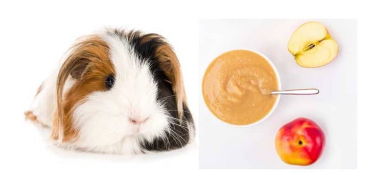 Can Guinea Pigs Eat Applesauce? – Pet Diet Guide