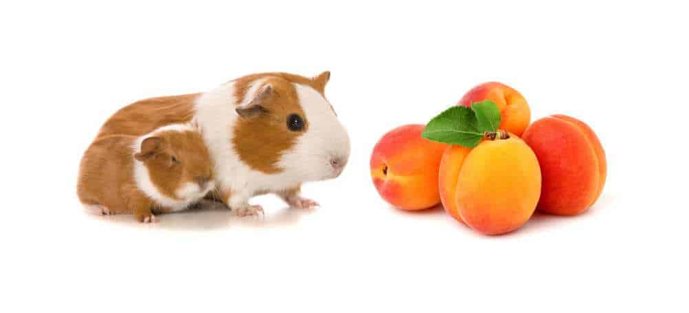 Can Guinea Pigs Eat Apricots?