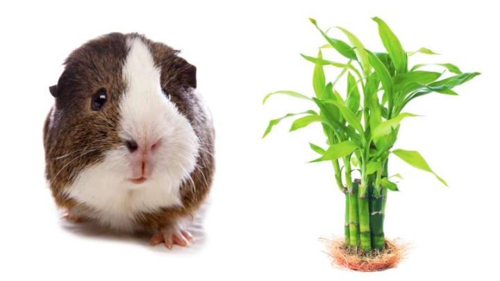 Can Guinea Pigs Eat Bamboo?
