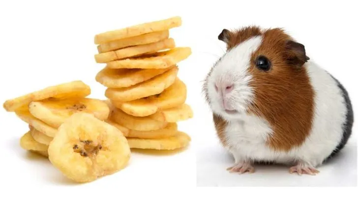 Can Guinea Pigs Eat Banana Chips?