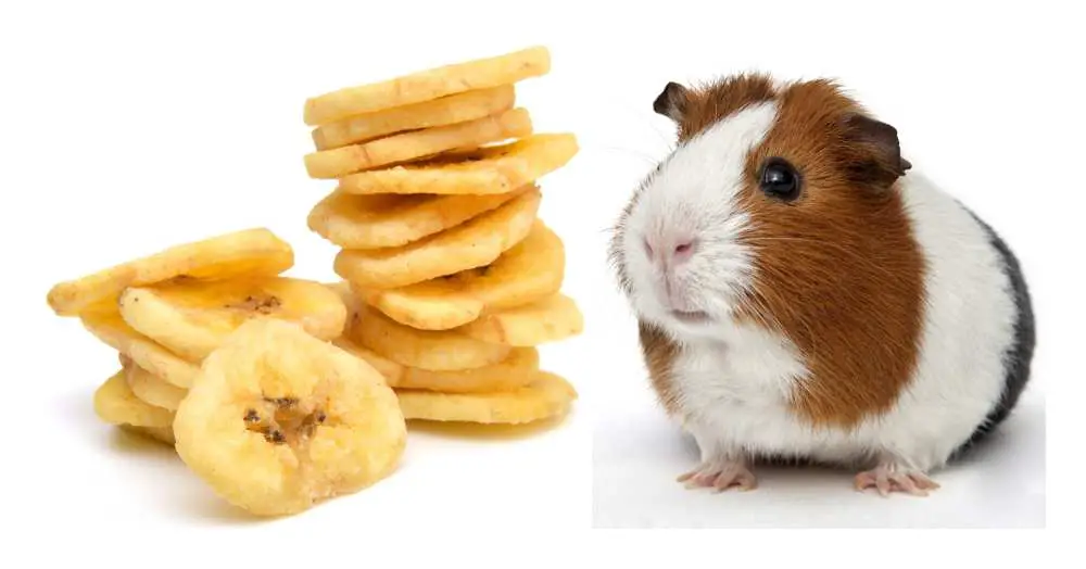 Can Guinea Pigs Eat Banana Chips?