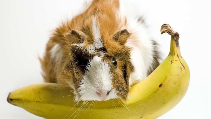 Can Guinea Pigs Eat Bananas? Banana Peels?