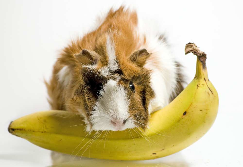 Can Guinea Pigs Eat Bananas? Banana Peels?