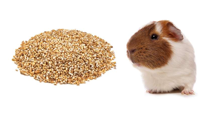 Image showcasing Can Guinea Pigs Eat Barley? | Pet Diet Guide