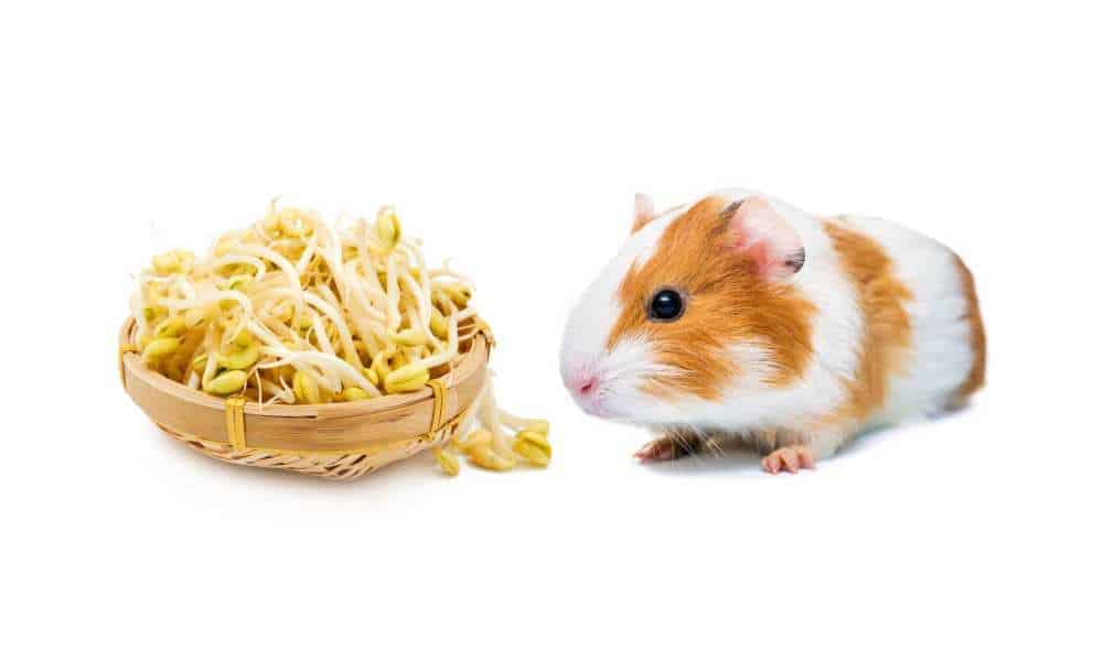 Can Guinea Pigs Eat Bean Sprouts?