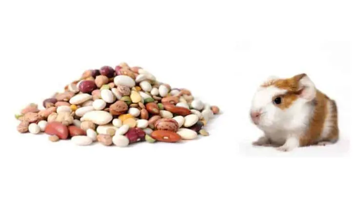 Can Guinea Pigs Eat Beans?
