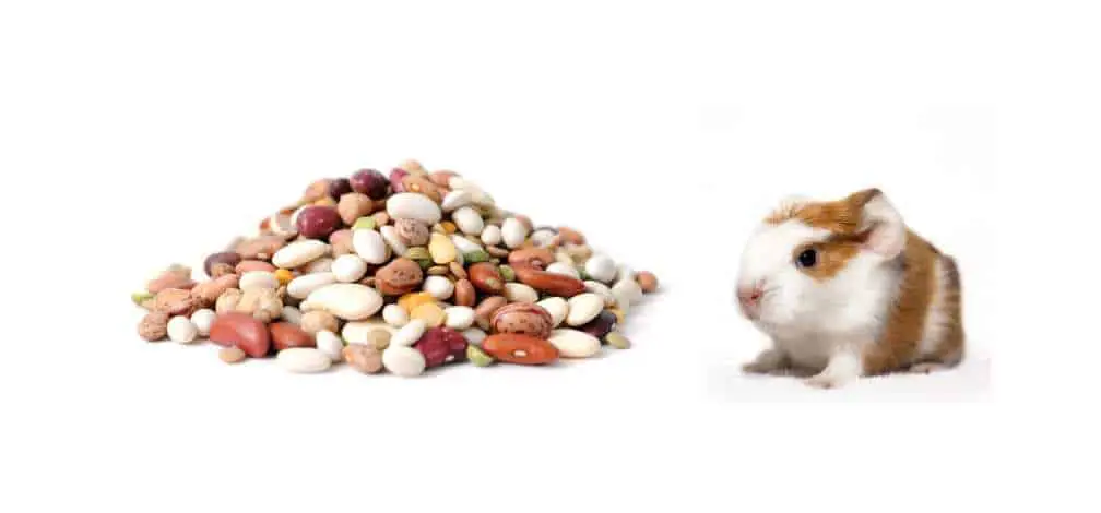 Can Guinea Pigs Eat Beans?