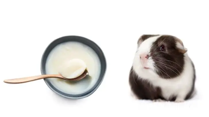 Can Guinea Pigs Eat Beef Fat?