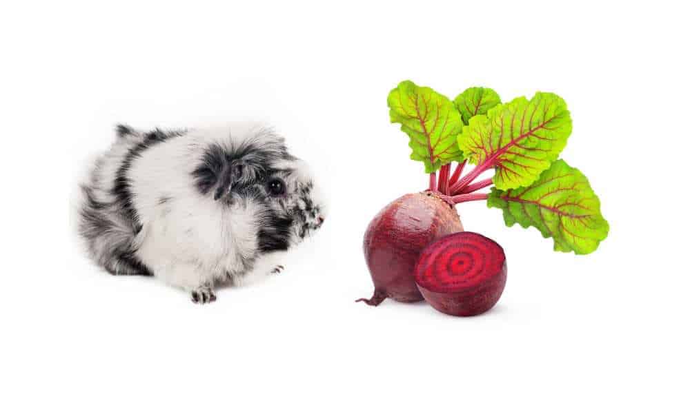 Can Guinea Pigs Eat Beets? Beet Greens?