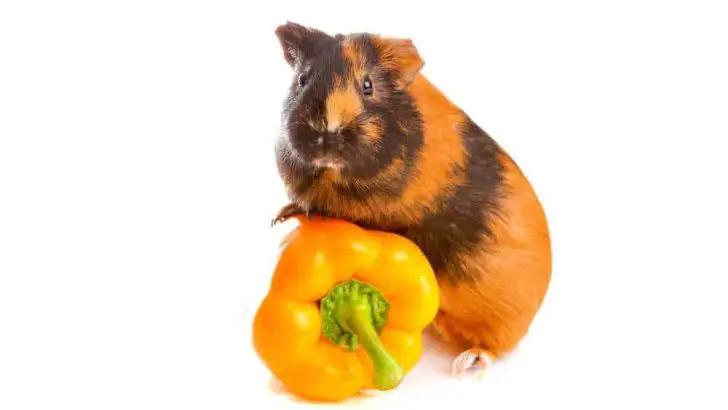 Can Guinea Pigs Eat Bell Peppers? Bell Pepper Seeds?