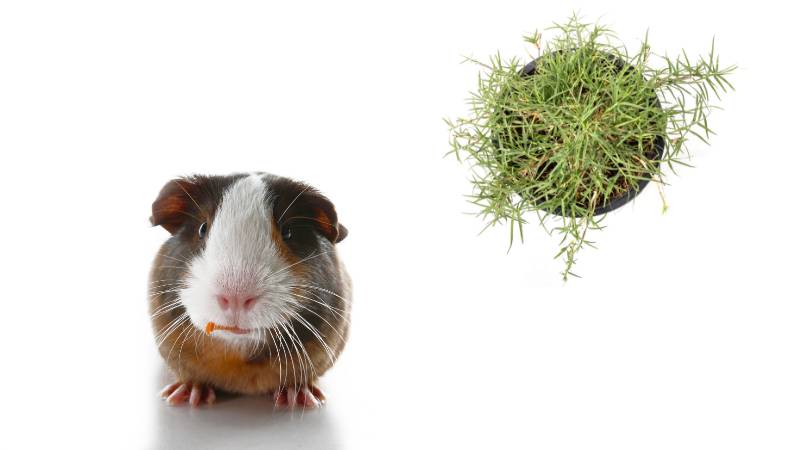 Curated visual reference: Visual Reference: Can Guinea Pigs Eat Bermuda Hay