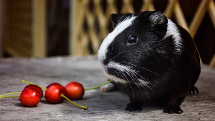 Can Guinea Pigs Eat Berries?