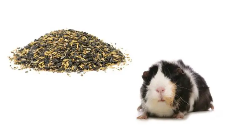 Can Guinea Pigs Eat Bird Seed?
