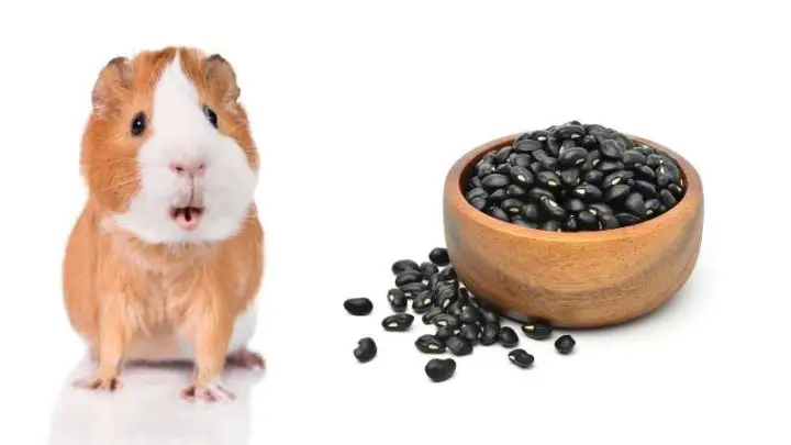 Can Guinea Pigs Eat Black Beans?